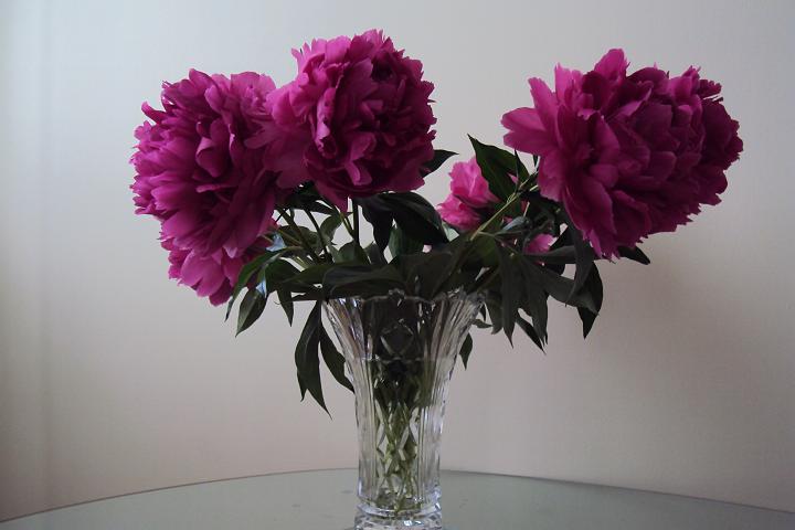My Pionies.jpg